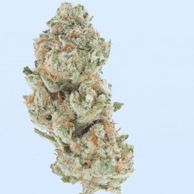 Snowing Candy IceFlash -THCa Flower