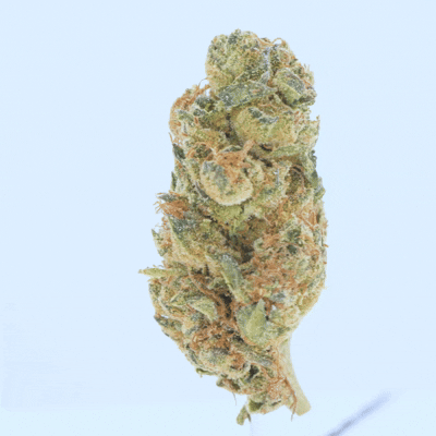 Gelato 45 - THCa Flower