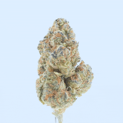 Jealousy - THCa Flower