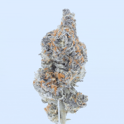 Gummy Sorbet - THCa Flower