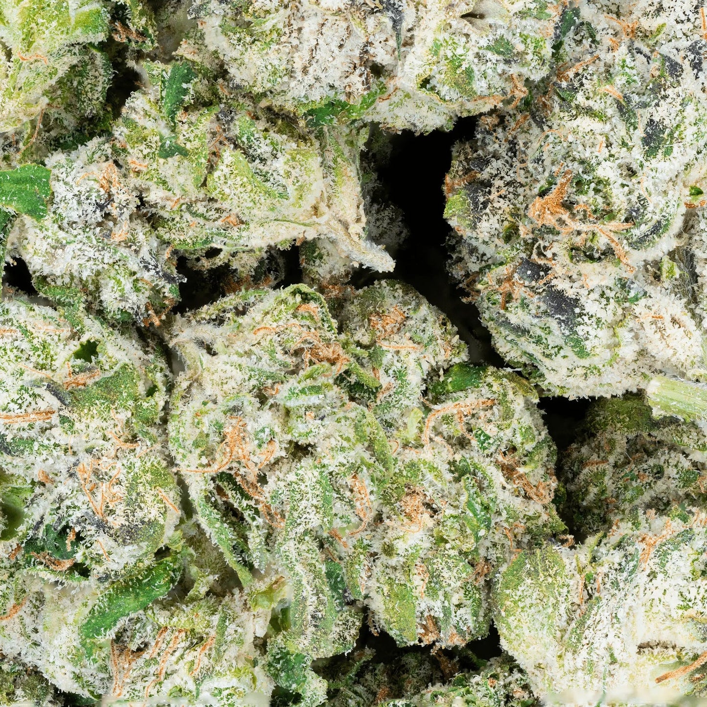 Bulk Indoor Flower