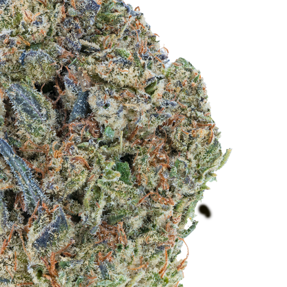 Bulk Discount Indoor Flower